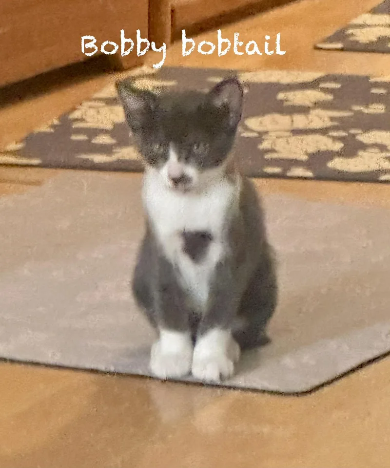 A baby medium-sized male Gray / Blue / Silver American Bobtail cat named Bobby the Bobtail for adoption in Mission Viejo, CA