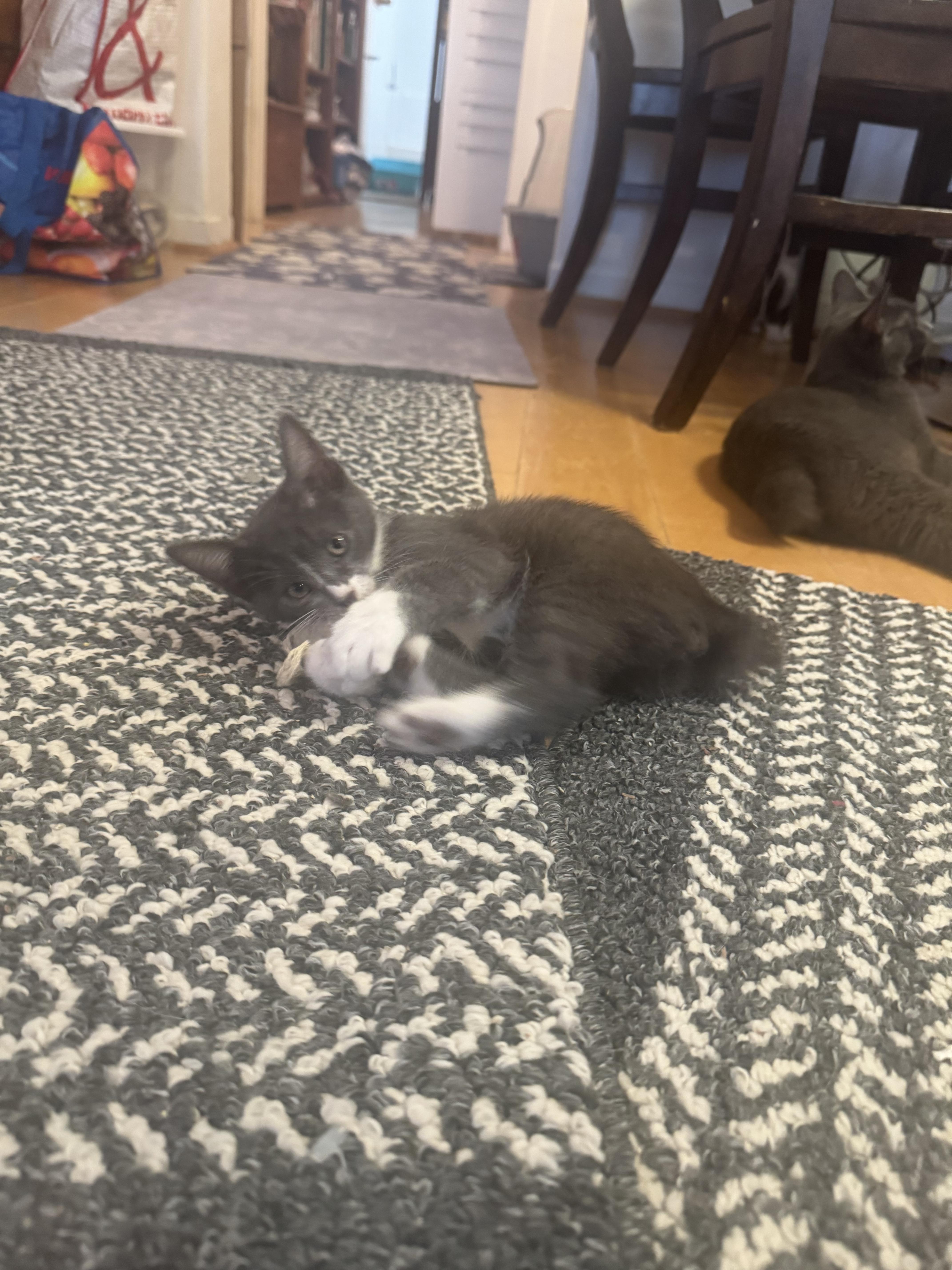 Bobby  the Bobtail thumbnail 2