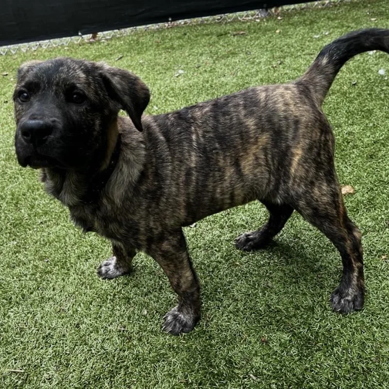 A baby small-sized female Mixed Breed dog named Ugga for adoption in South Burlington, VT
