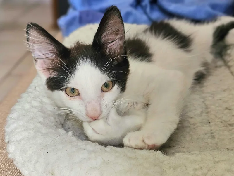 A baby small-sized male Black Domestic Short Hair cat named Benny for adoption in Long Island City, NY