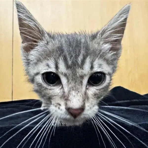 A baby small-sized female Gray / Blue / Silver Domestic Short Hair cat named Beatrice for adoption in Saint Louis, MO