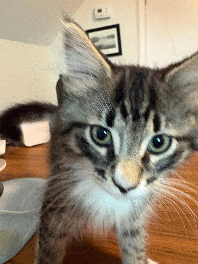 A baby small-sized male Domestic Short Hair cat named Mr Darcy for adoption in Trenton, NJ