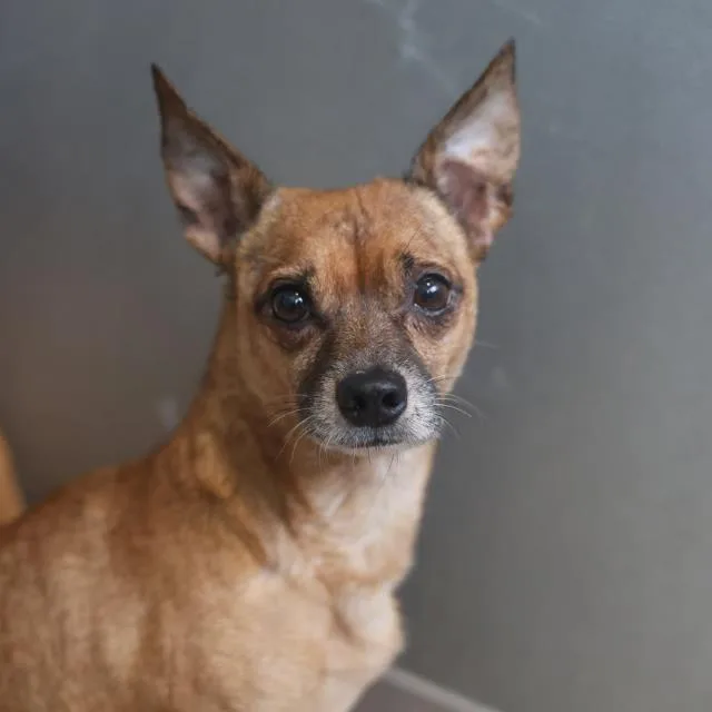 A young small-sized male Chihuahua dog named Scrappy Doo for adoption in San Antonio, TX