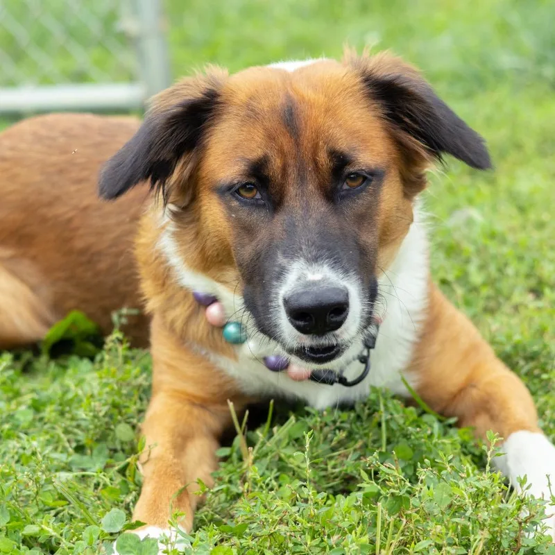 A young medium-sized female Australian Shepherd dog named Hanna for adoption in Newark, DE