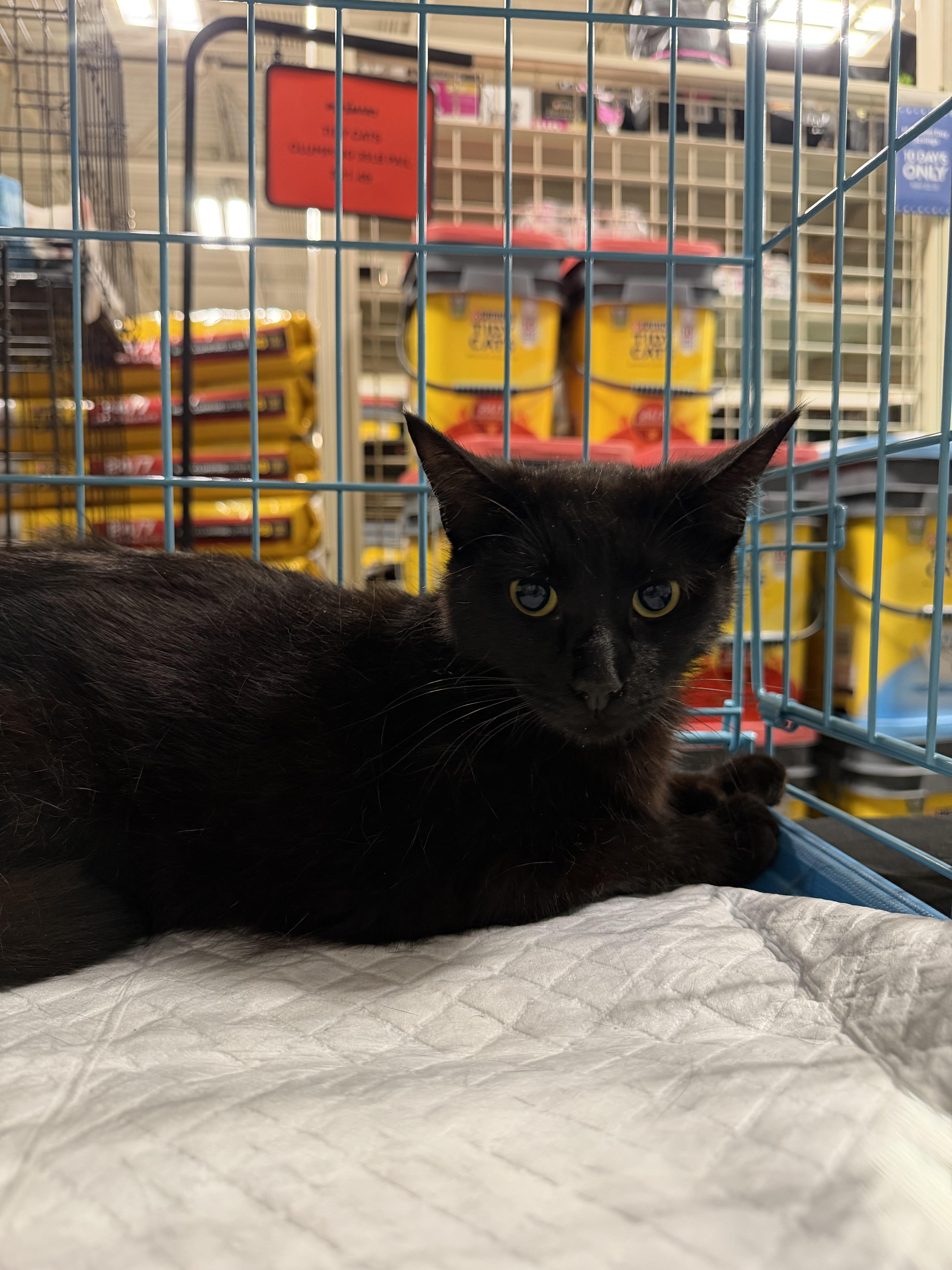 A young medium-sized male Black Domestic Short Hair cat named Marcus for adoption in Simpsonville, SC