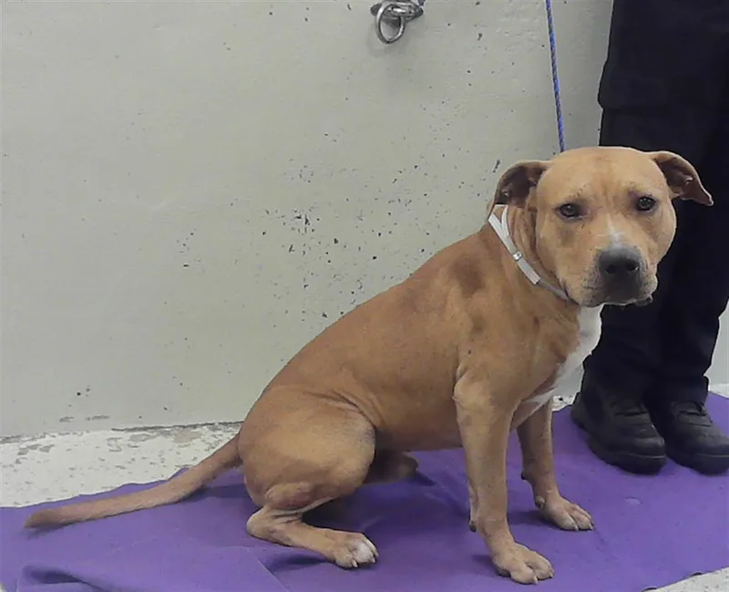 An adult medium-sized male Labrador Retriever dog named Matthew for adoption in Houston, TX