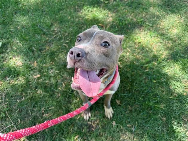 A young medium-sized male Pit Bull Terrier dog named Eagle for adoption in Antioch, CA