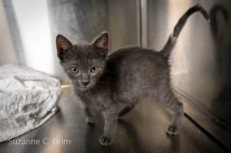 A baby medium-sized male Russian Blue cat named Roni for adoption in New Orleans, LA