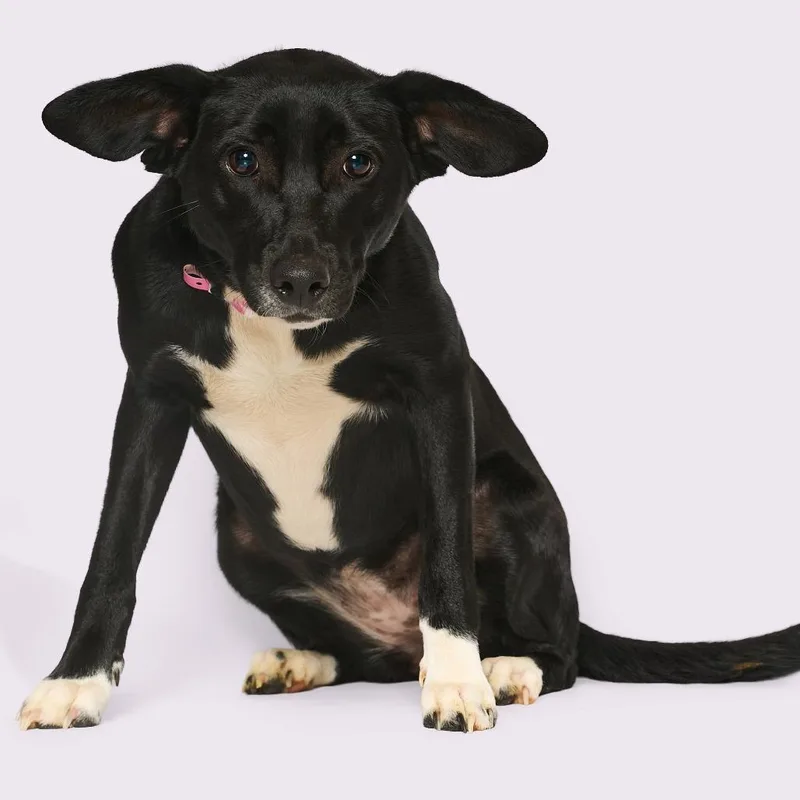 An adult medium-sized female Black Mixed Breed dog named Cintin for adoption in Bartlett, TN