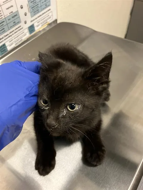 A baby small-sized male Domestic Short Hair cat named Maxx for adoption in Long Beach, CA