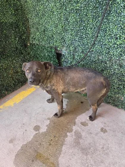 A baby large-sized male Black Shepherd dog named 61342920 for adoption in El Paso, TX