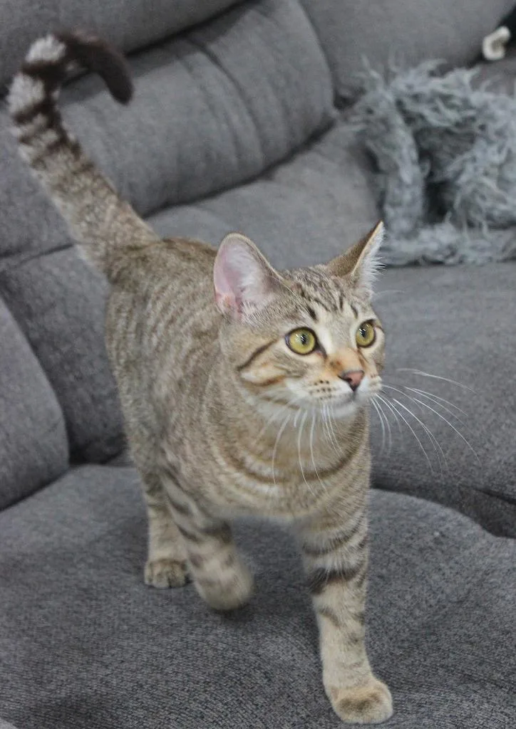 A baby small-sized male Domestic Short Hair cat named Roald for adoption in Minneapolis, MN