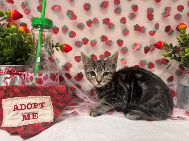 A baby small-sized male Domestic Short Hair cat named Kai for adoption in Fairfield, CA