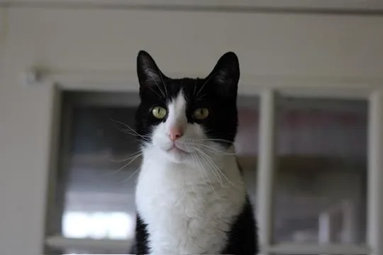 An adult medium-sized male Black & White / Tuxedo Domestic Short Hair cat named Waverly for adoption in Liverpool, NY