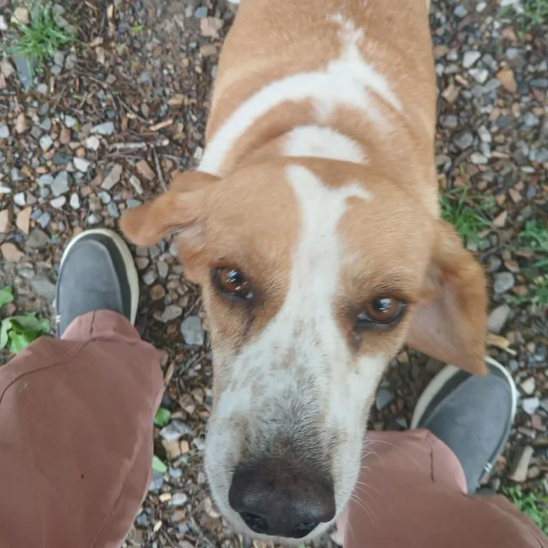 An adult medium-sized female Yellow / Tan / Blond / Fawn Beagle dog named Anthia for adoption in Hackett, AR