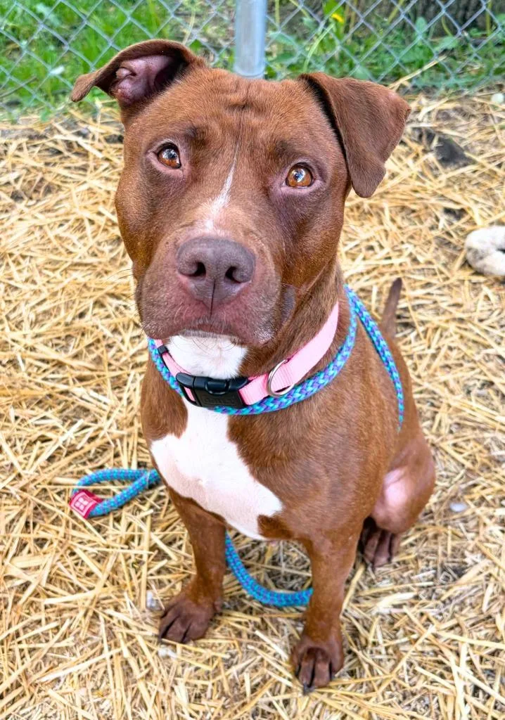 A young large-sized female Mixed Breed dog named Luna for adoption in Utica, MI