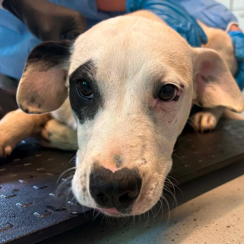 A baby medium-sized male White / Cream Mixed Breed dog named James for adoption in Huntington, WV