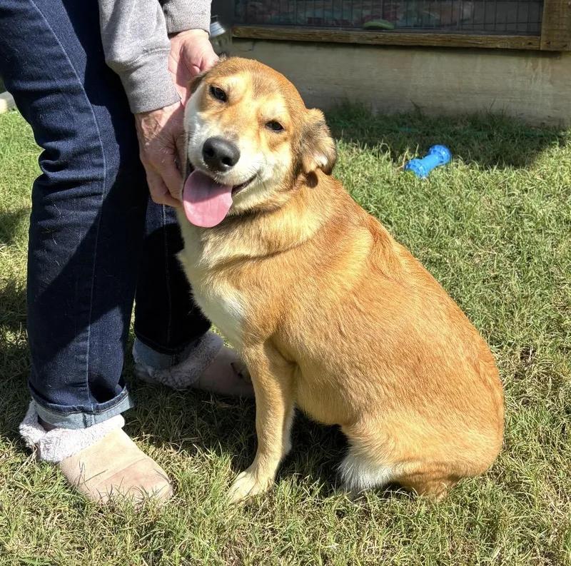 A young medium-sized female Yellow / Tan / Blond / Fawn Mixed Breed dog named Maple for adoption in Pelham, NH