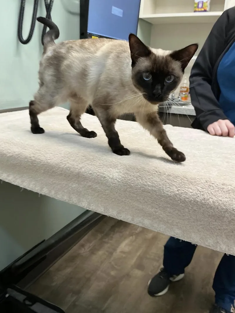 Suki