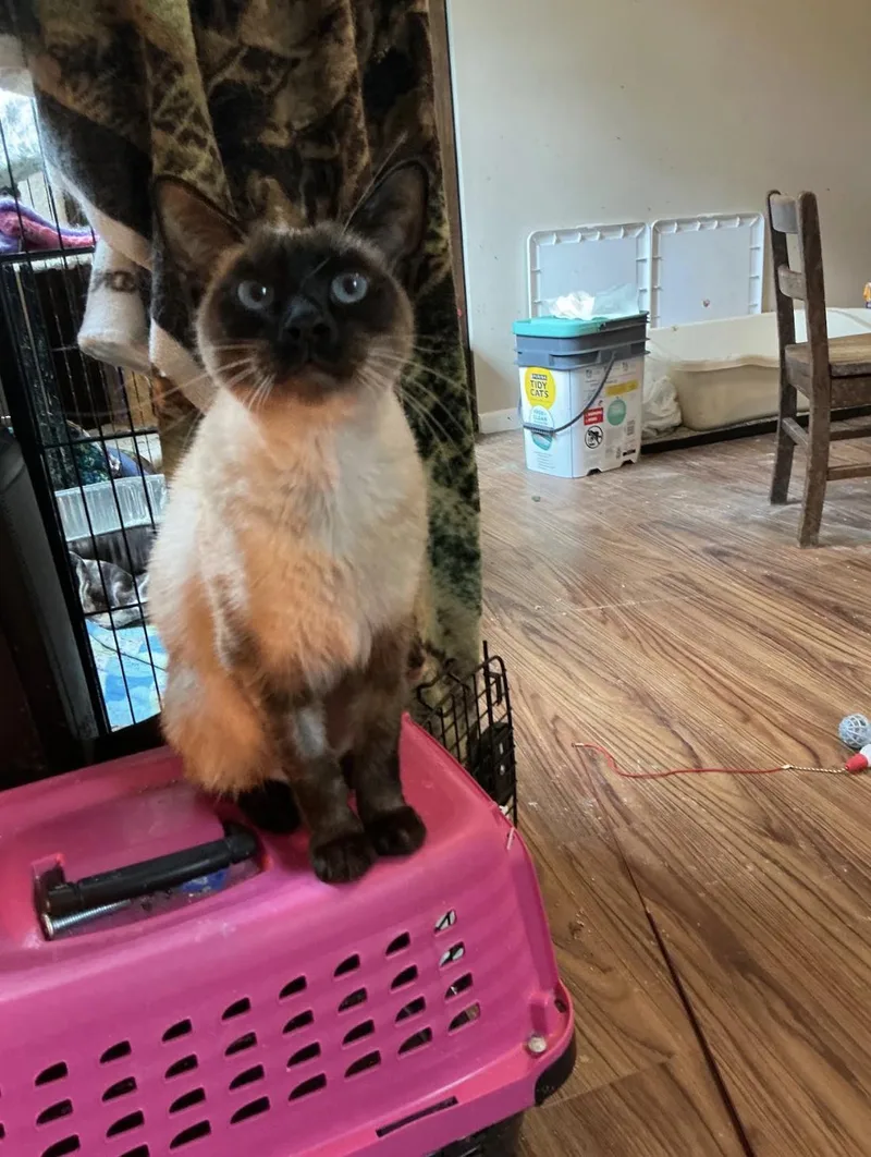 Suki thumbnail 3