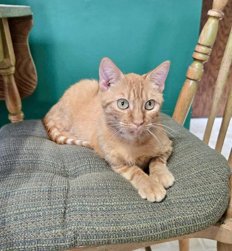 A young small-sized female Orange / Red Domestic Short Hair cat named Mariska for adoption in Forest Lake, MN