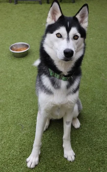 An adult large-sized male Husky dog named Bear for adoption in Eugene, OR