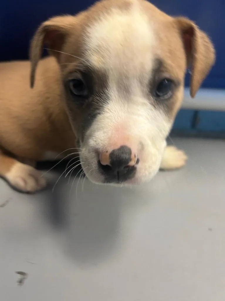 A baby medium-sized female Terrier dog named Artie for adoption in Hartsville, SC