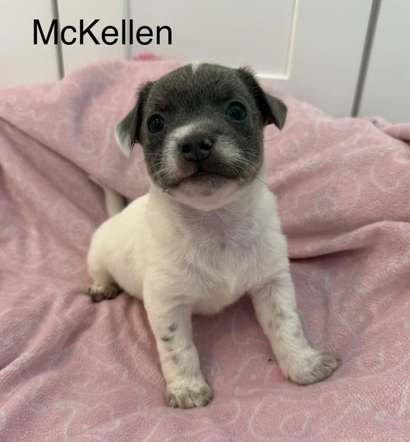 Mckellen