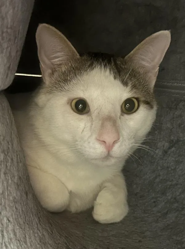 A young large-sized male Domestic Short Hair cat named Rocky for adoption in Stratham, NH