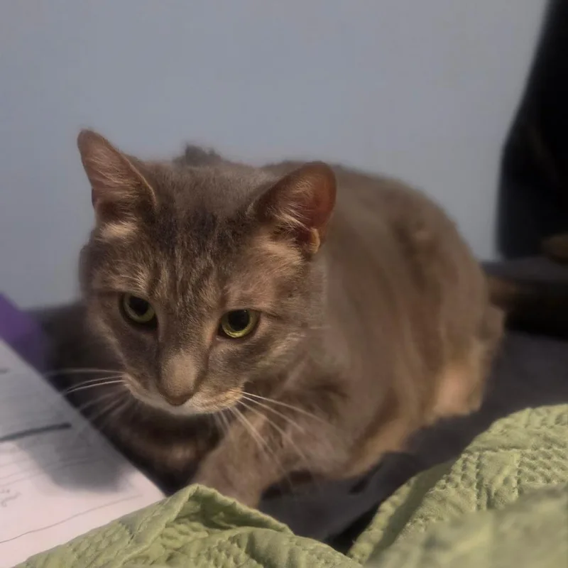 An adult extra large-sized male Gray / Blue / Silver Domestic Short Hair cat named Garfield for adoption in Manheim, PA