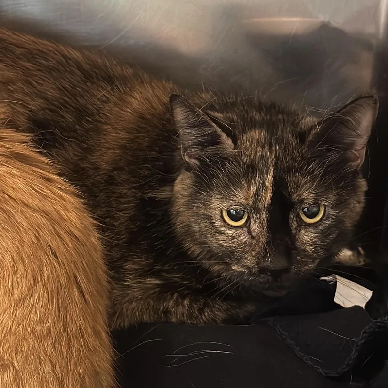 An adult medium-sized female Tortoiseshell Domestic Short Hair cat named Clover for adoption in Chicago, IL