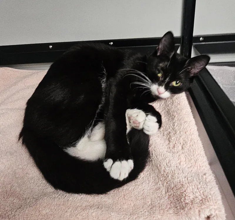 A young medium-sized female Black & White / Tuxedo Domestic Short Hair cat named Penny for adoption in Norwalk, CT