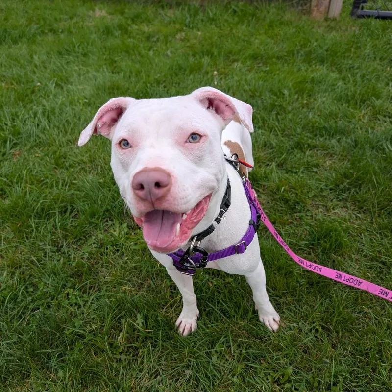 A young medium-sized female White / Cream Mixed Breed dog named Kyra for adoption in Fairport, NY