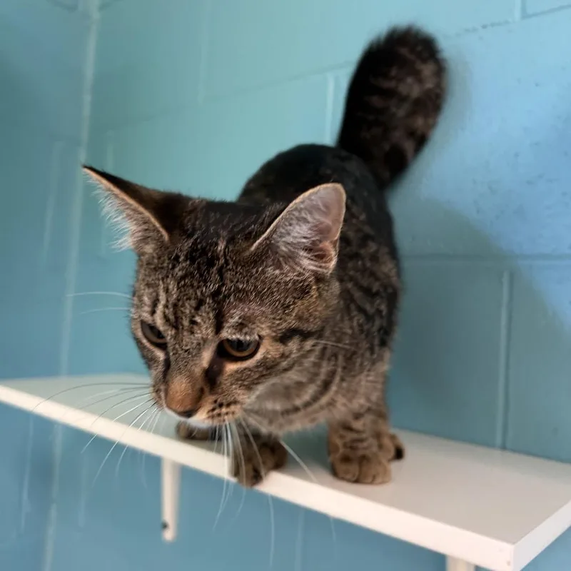 A young medium-sized female Gray / Blue / Silver Domestic Short Hair cat named Lenora for adoption in Roxboro, NC