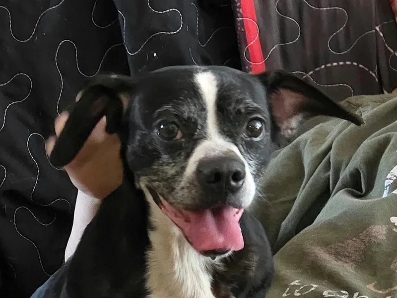 An adult small-sized female Boxer dog named Dalia for adoption in Bedford, VA