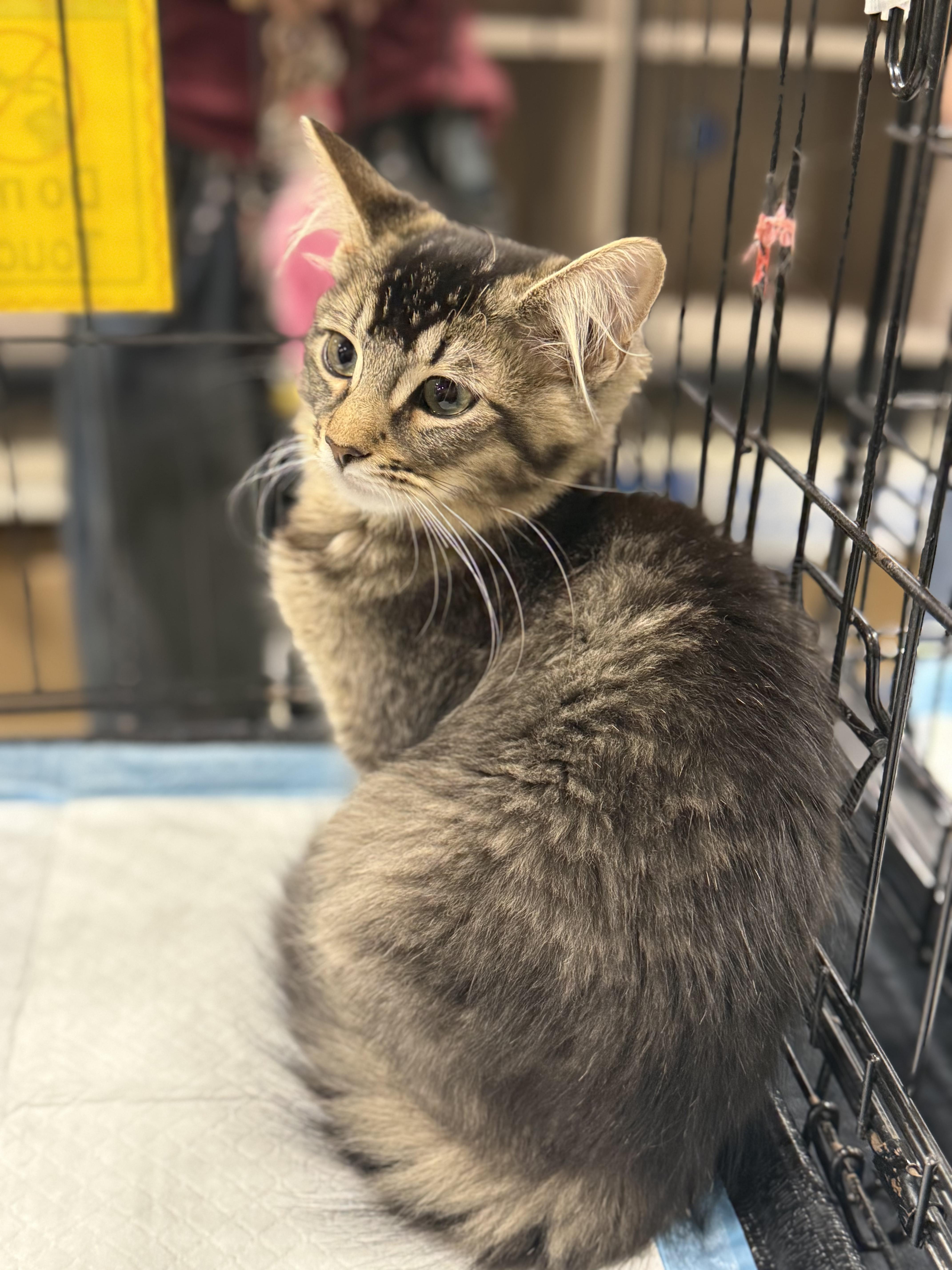 A young medium-sized female Domestic Medium Hair cat named Blossom for adoption in Walnut, CA