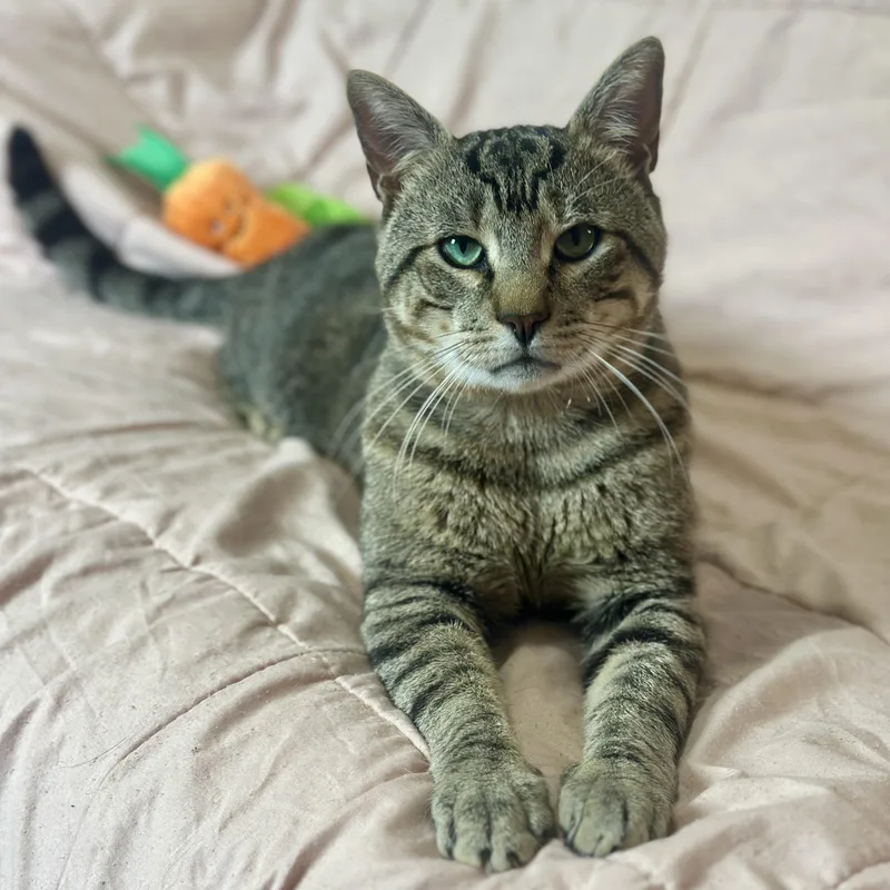 An adult large-sized male Tabby (Brown / Chocolate) Domestic Short Hair cat named Jester for adoption in Columbus, OH
