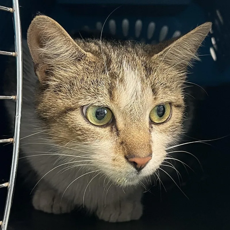 A young medium-sized female Brown / Chocolate Domestic Short Hair cat named Oat Nut for adoption in Dearborn, MI