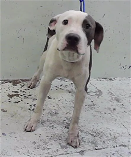 A young large-sized male Staffordshire Bull Terrier dog named Debo for adoption in Houston, TX