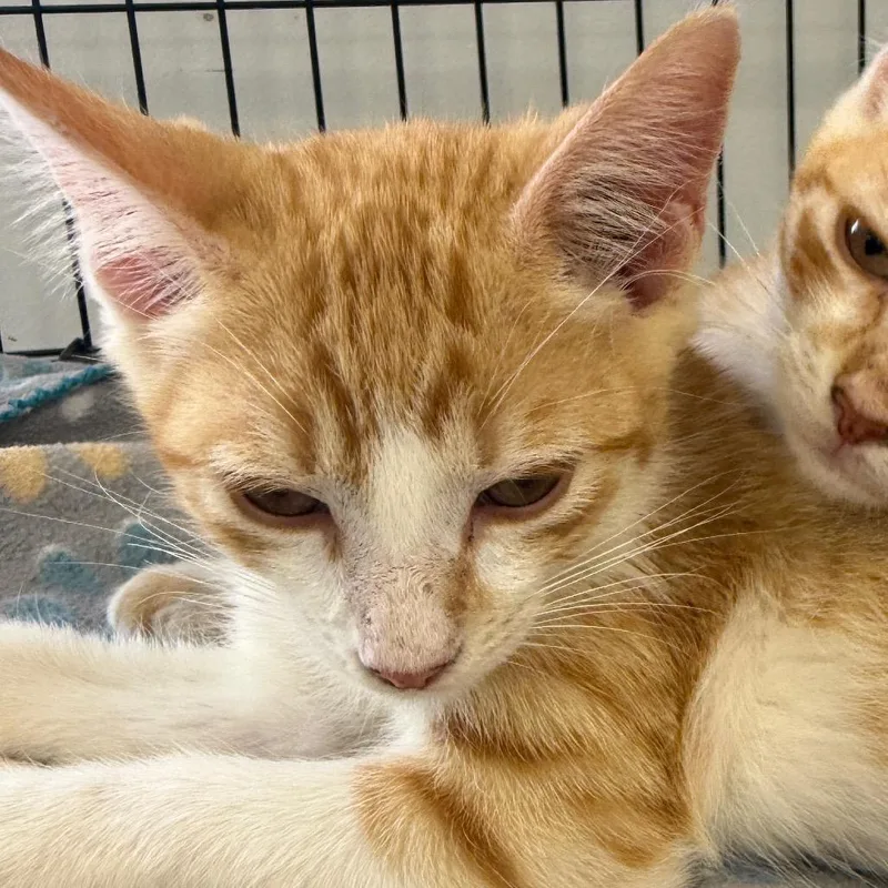 A baby small-sized male Orange / Red Domestic Short Hair cat named Thor for adoption in Houston, TX