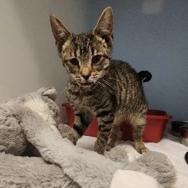 A young small-sized female Brown / Chocolate Domestic Short Hair cat named Reba for adoption in Harrisonburg, VA