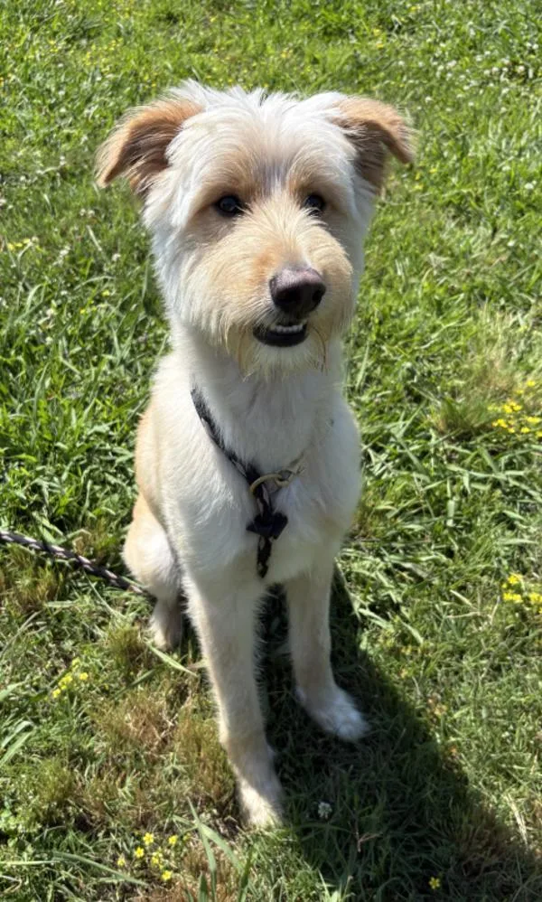 A young medium-sized female Standard Poodle dog named Faline Aka Mila for adoption in Virginia Beach, VA
