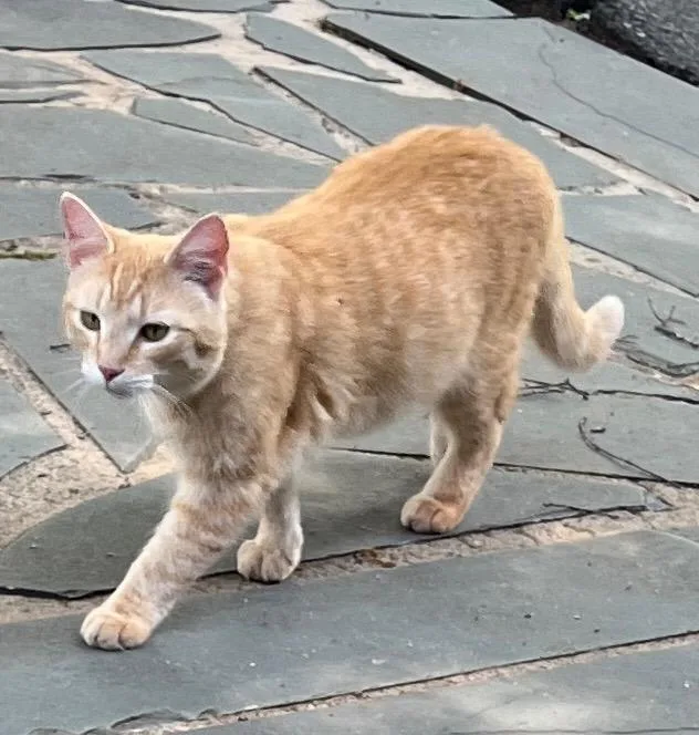A young medium-sized male Domestic Short Hair cat named Stanley for adoption in Mount Gilead, NC