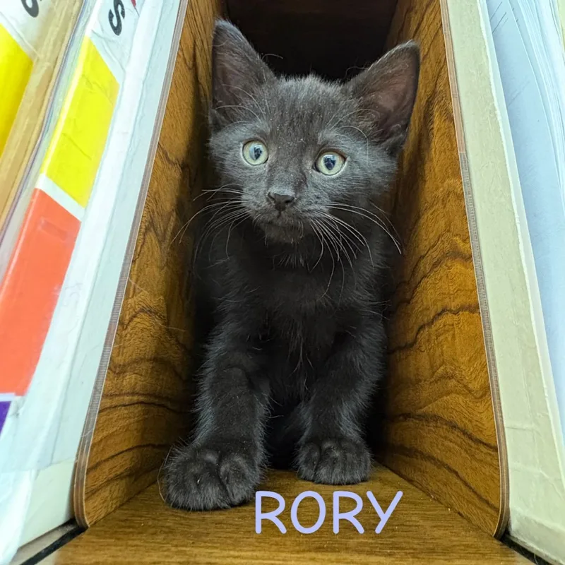 Rory Best friends with thumbnail 4