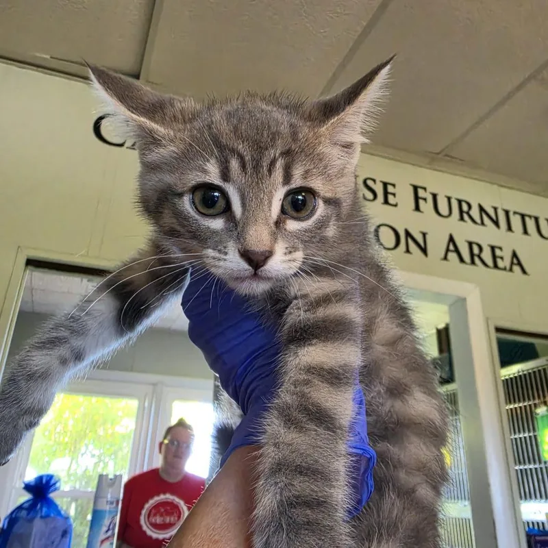 A baby small-sized female Gray / Blue / Silver Domestic Short Hair cat named Copacabana for adoption in Troy, IL