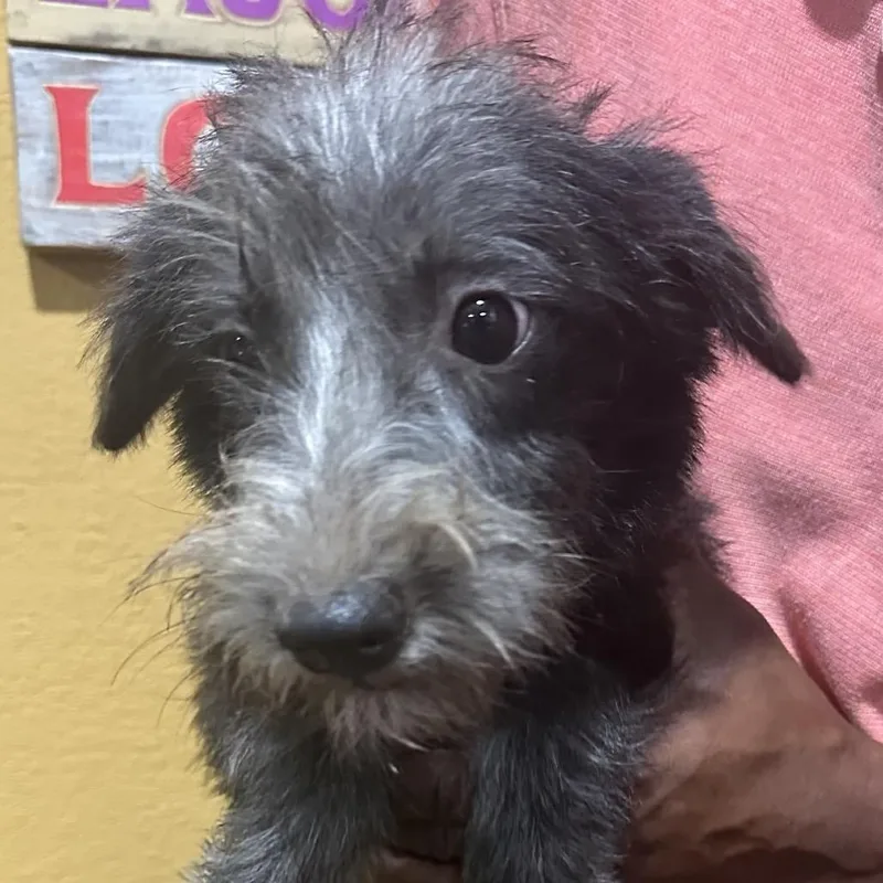 A baby medium-sized female Terrier dog named Lindie  Local October for adoption in Brookshire, TX
