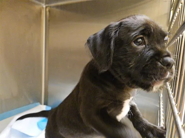 A baby small-sized female Boxer dog named Daisy for adoption in Tustin, CA