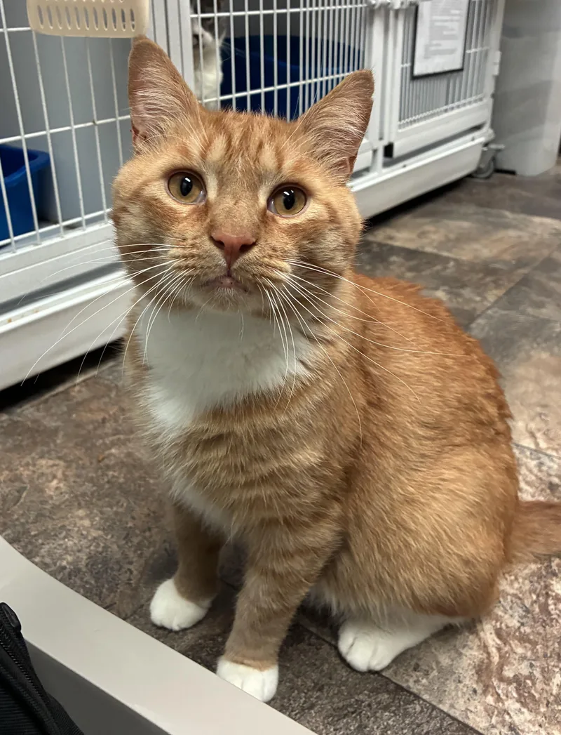 An adult large-sized male Orange & White Domestic Short Hair cat named Orlando for adoption in Breinigsville, PA