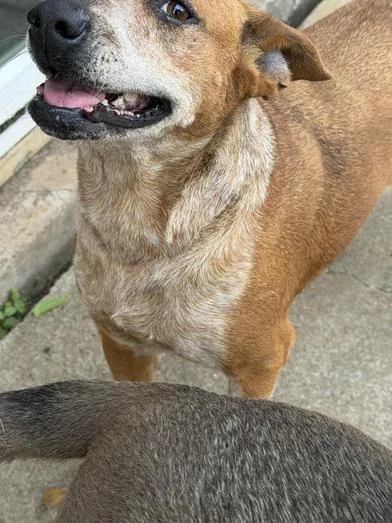 An adult medium-sized female Red / Chestnut / Orange Australian Cattle Dog / Blue Heeler dog named Red for adoption in Liverpool, TX