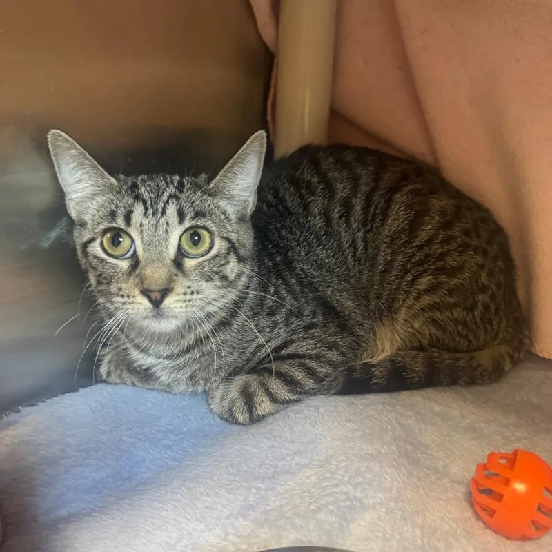A baby medium-sized female Gray / Blue / Silver Domestic Short Hair cat named Zoe for adoption in Kyle, TX